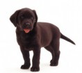 Labrador Retriever Negro